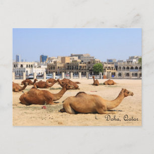 Camels i Doha Vykort