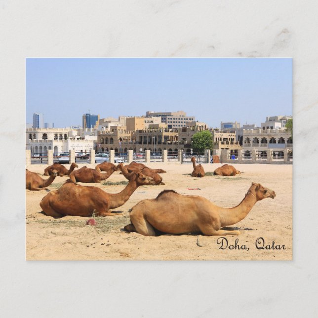 Camels i Doha Vykort (Framsida)