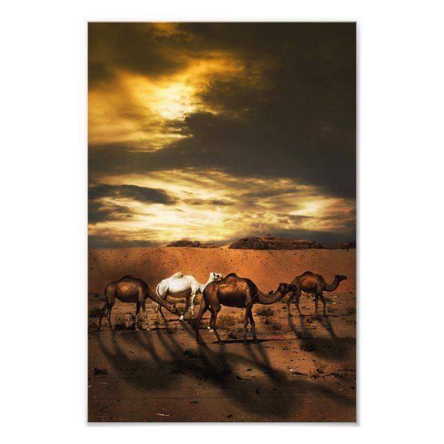 Camels i öknen fototryck (Framsidan)