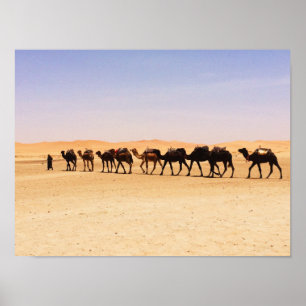 Camels i öknen poster