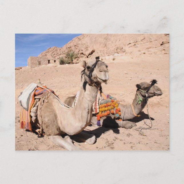 Camels i öknen vid St. Catherine's Vykort (Framsida)