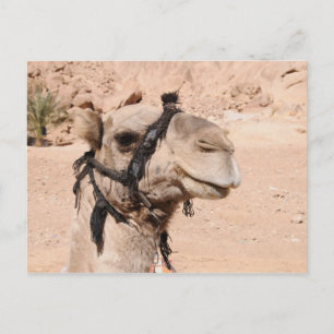 Camels i öknen vid St. Catherine's Vykort