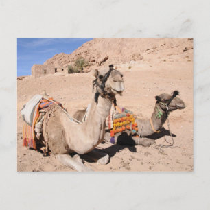 Camels i öknen vid St. Catherine's Vykort