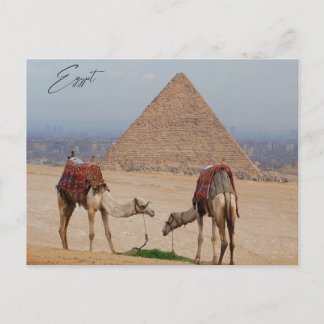 Camels i öknen vykort