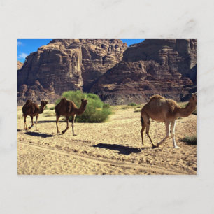 Camels i öknen Wadi Rum, Jordan Desert Vykort