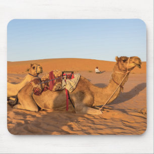 Camels i Oman-öknen Musmatta