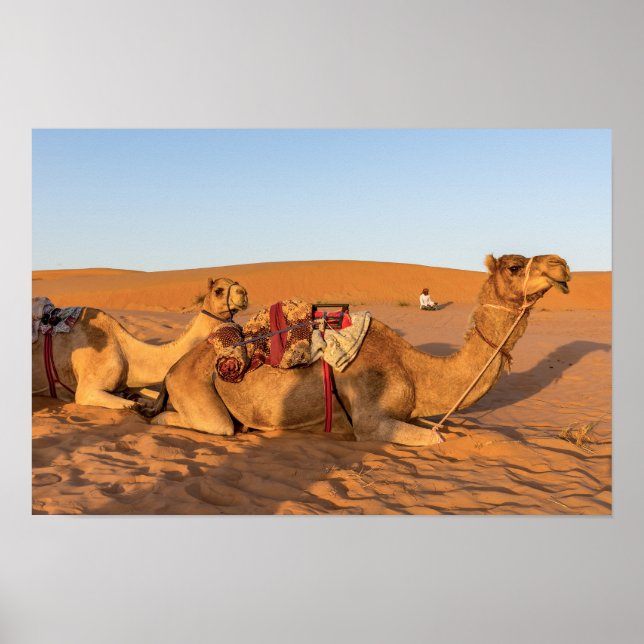 Camels i Oman-öknen Poster (Framsidan)