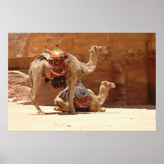 Camels i Petra Poster (Framsidan)