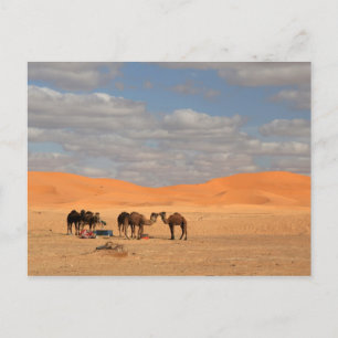 Camels i Saharaöknen Vykort