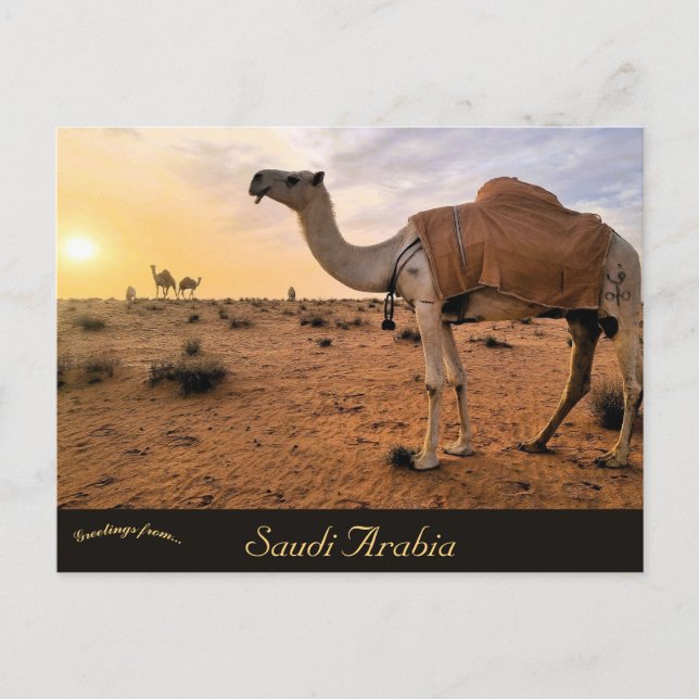 Camels i Saudiarabien Vykort (Framsida)