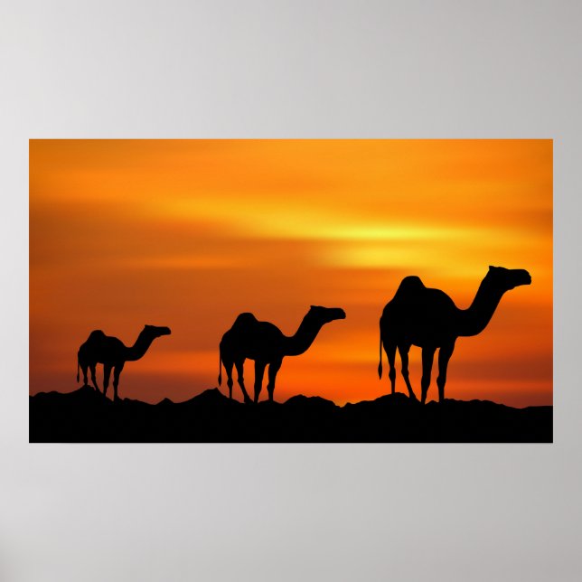 Camels in Sunset Poster (Framsidan)