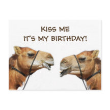 Camels Kissing Funny Postcard