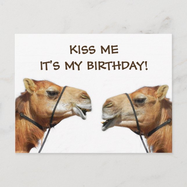 Camels Kissing Funny Postcard Vykort (Framsida)