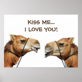 Camels Kissing Funny Poster