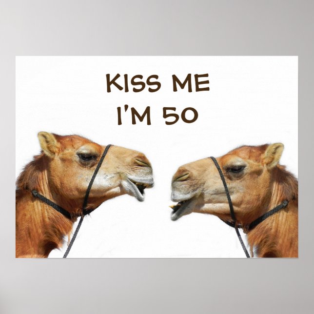 Camels Kissing Funny Poster (Framsidan)