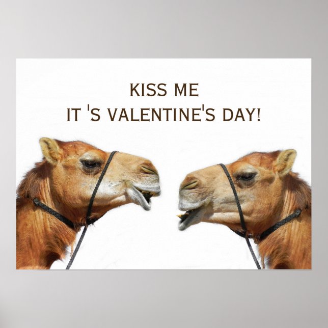 Camels Kissing Funny Poster (Framsidan)