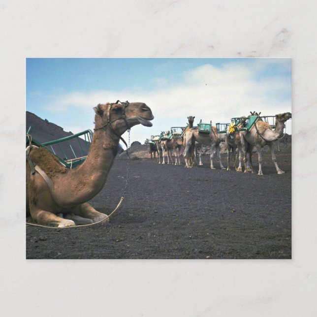 Camels, Lanzarote Vykort (Framsida)