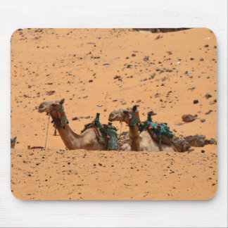 Camels Musmatta