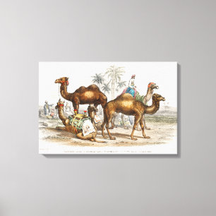 Camels of India Vintage Illustration, 1820 Canvastryck