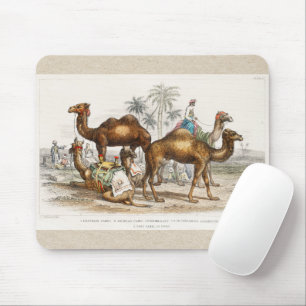Camels of India Vintage Illustration, 1820 Musmatta