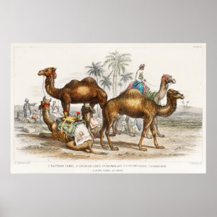 Camels of India Vintage Illustration, 1820 Poster