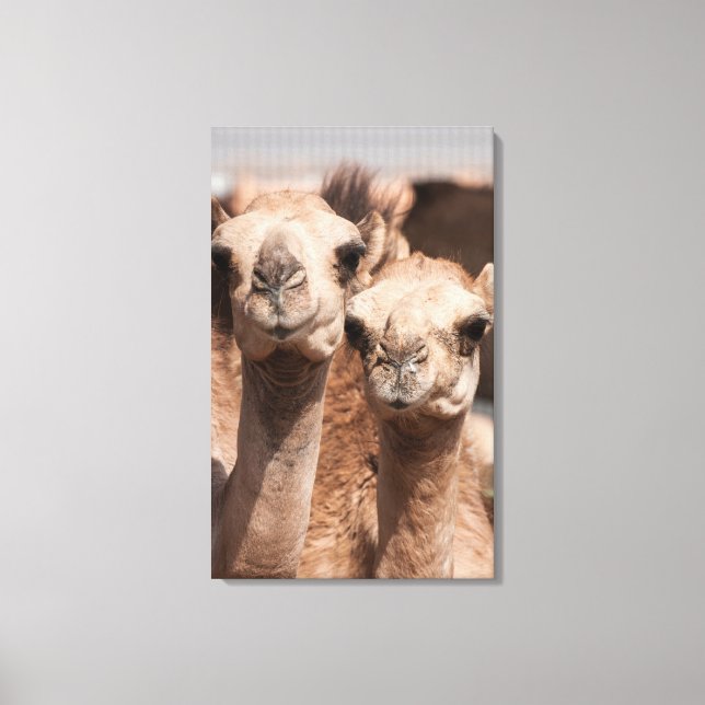 Camels på Camelmarknaden i Al Ain nära Dubai Canvastryck (Framsida)