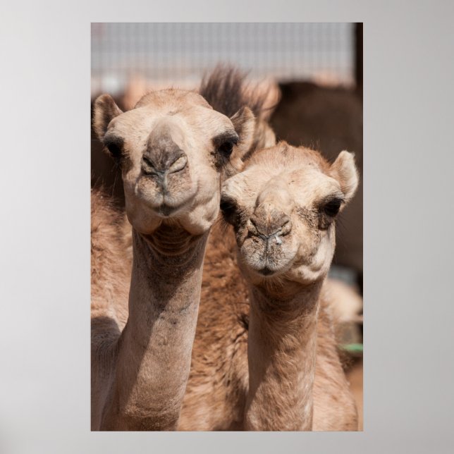 Camels på Camelmarknaden i Al Ain nära Dubai Poster (Framsidan)