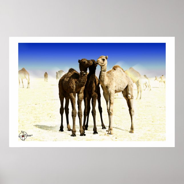 Camels Poster (Framsidan)