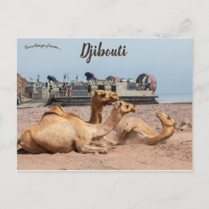 Camels Resten i Sol i Djibouti Vykort