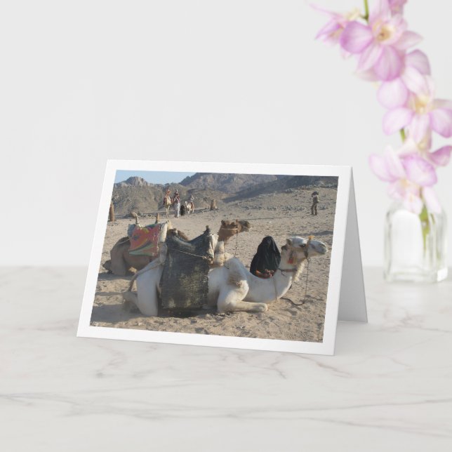 Camels Resten in Desert Kort (Orkide)