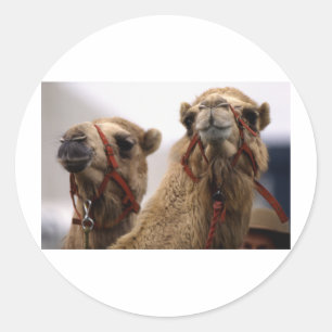 Camels Runt Klistermärke