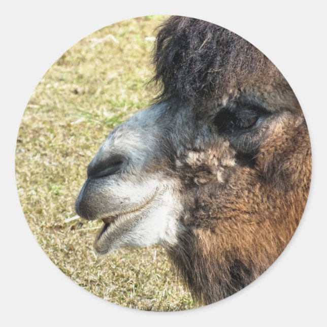 CAMELS RUNT KLISTERMÄRKE (Framsida)