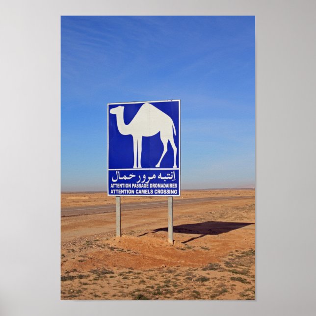 Camels-skylt, Tunisien Poster (Framsidan)