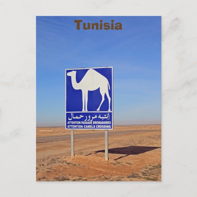 Camels-skylt, Tunisien Vykort (Framsida)