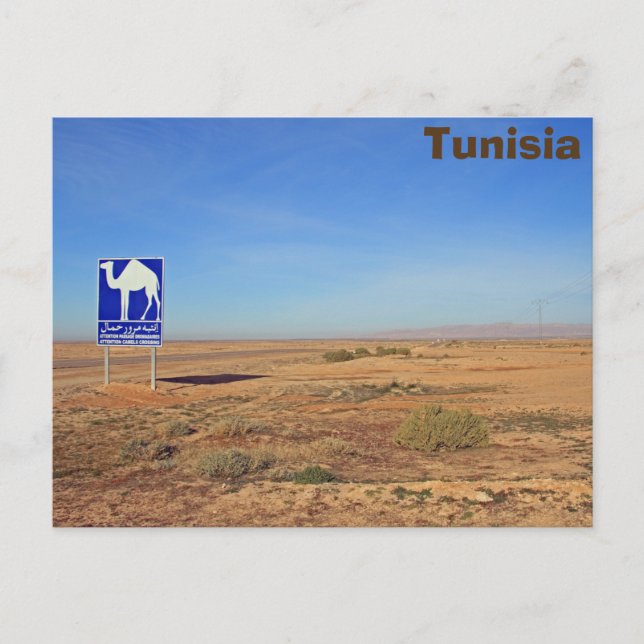 Camels-skylt, Tunisien Vykort (Framsida)
