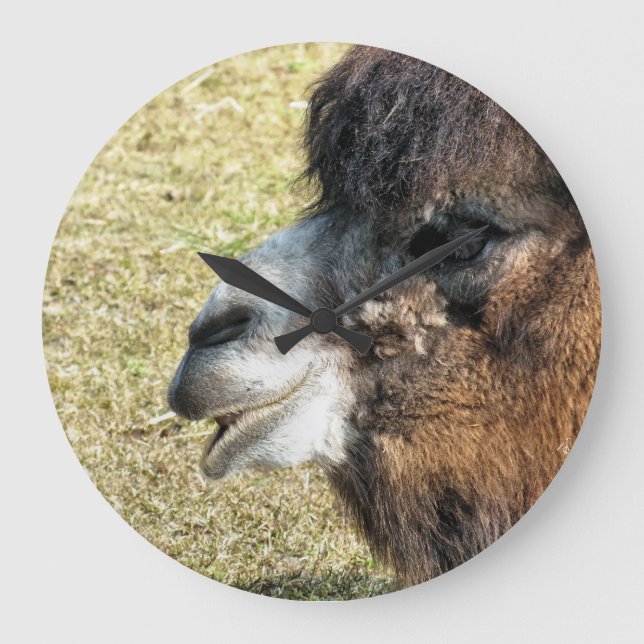 CAMELS STOR KLOCKA (Framsida)