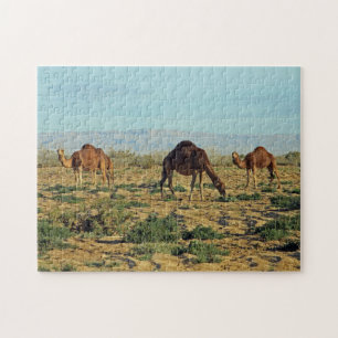 Camels, Tunisien, 252 pc Pussel