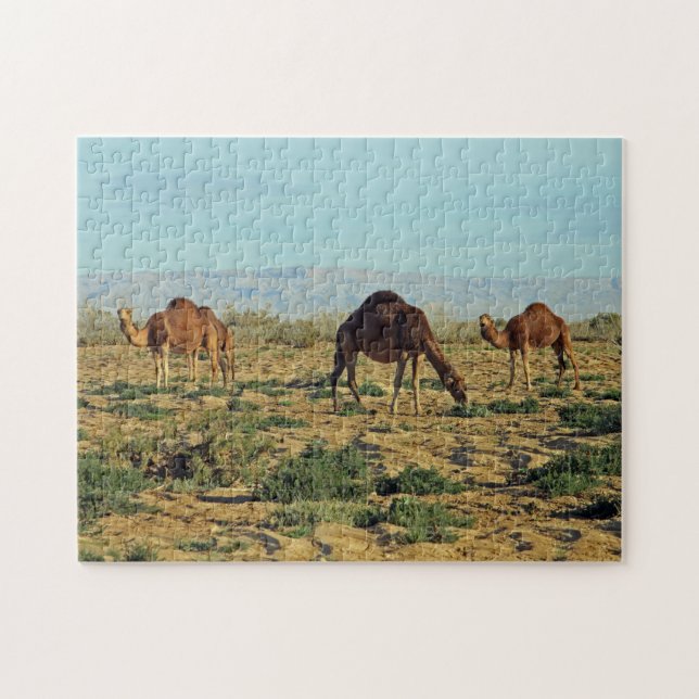 Camels, Tunisien, 252 pc Pussel (Horisontell)
