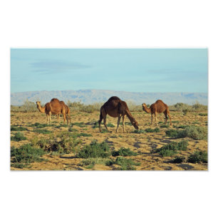 Camels, Tunisien Fototryck
