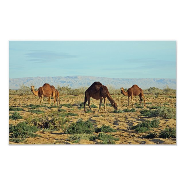 Camels, Tunisien Fototryck (Framsidan)