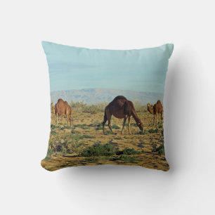 Camels, Tunisien Kudde