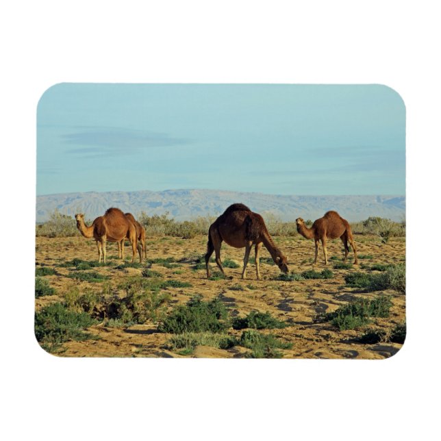 Camels, Tunisien Magnet (Horisontell)