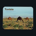 Camels, Tunisien Magnet<br><div class="desc">Kamlar som betar i Saharaöknen nära Tozeur,  Tunisien,  med Atlasbergen i bakgrunden. Våra resefotografier och design är tillgängliga som gåvor till hemmet,  kort,  pussel,  väggkonst med mera.</div>