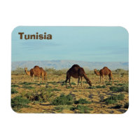 Camels, Tunisien