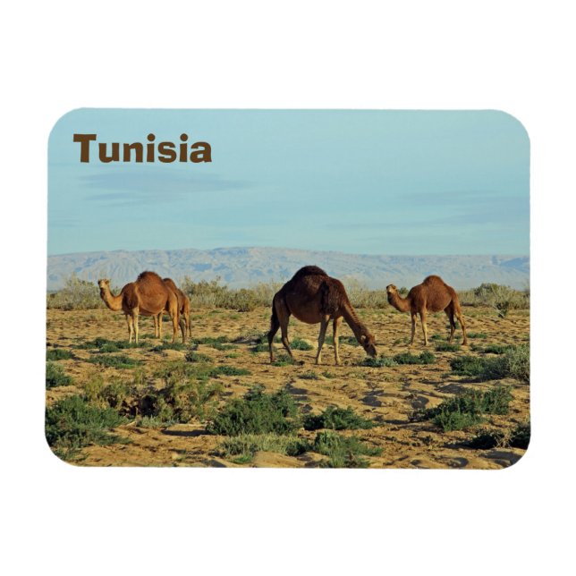 Camels, Tunisien Magnet (Horisontell)