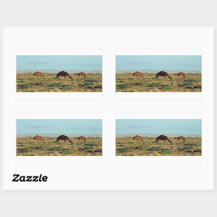 Camels, Tunisien Rektangulärt Klistermärke