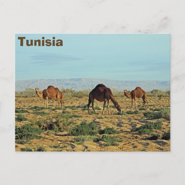Camels, Tunisien Vykort (Framsida)