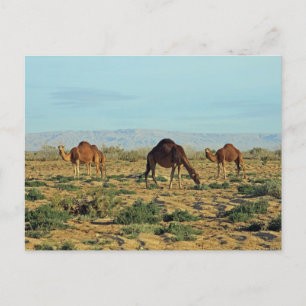 Camels, Tunisien Vykort