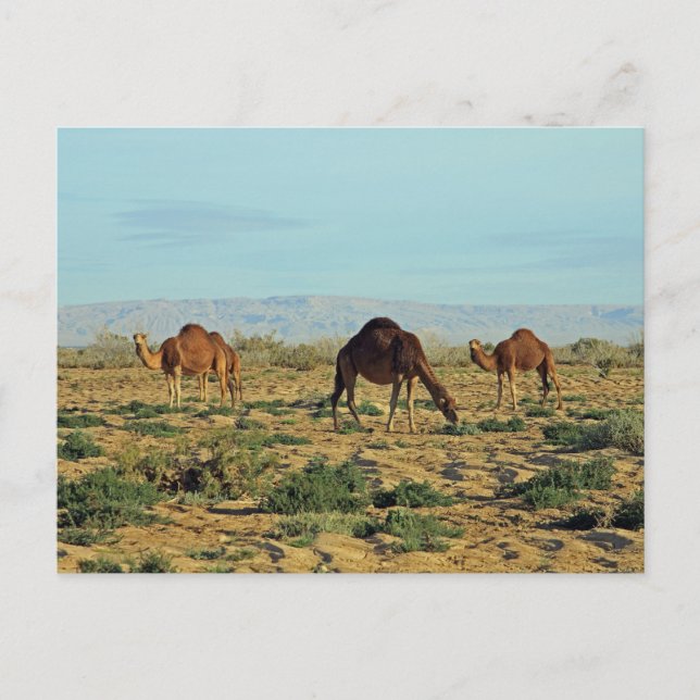 Camels, Tunisien Vykort (Framsida)