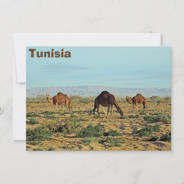 Camels, tunisiskt kort (Framsida)